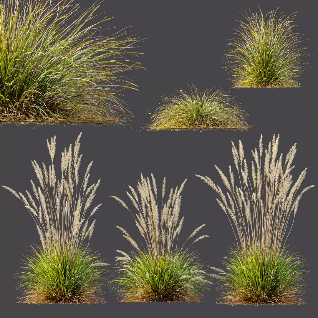 Calamagrostis Acutiflora Karl Foerster 3D Model – Ornamental Grass Set, FBX, Blender - View 7