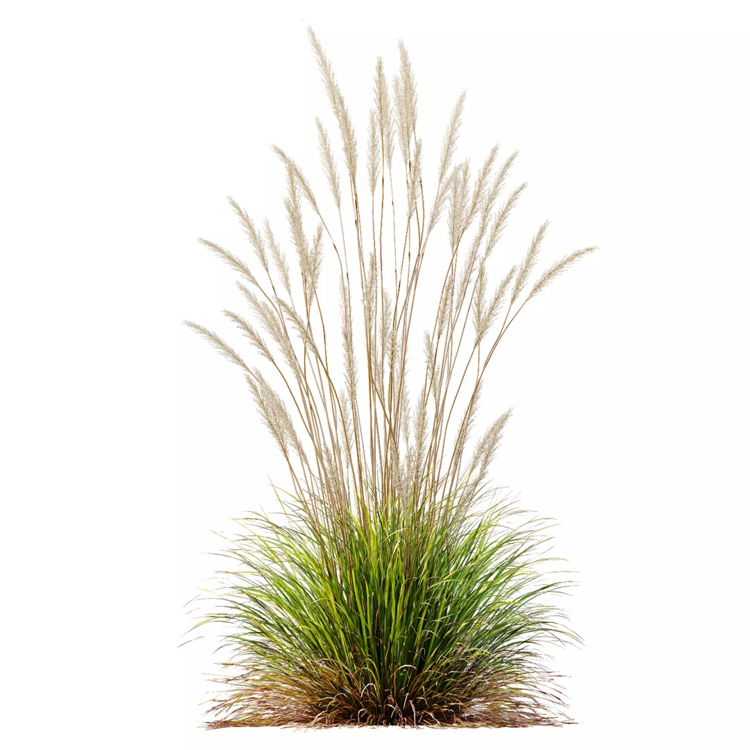 Calamagrostis Acutiflora Karl Foerster 3D Model – Ornamental Grass Set, FBX, Blender - View 8
