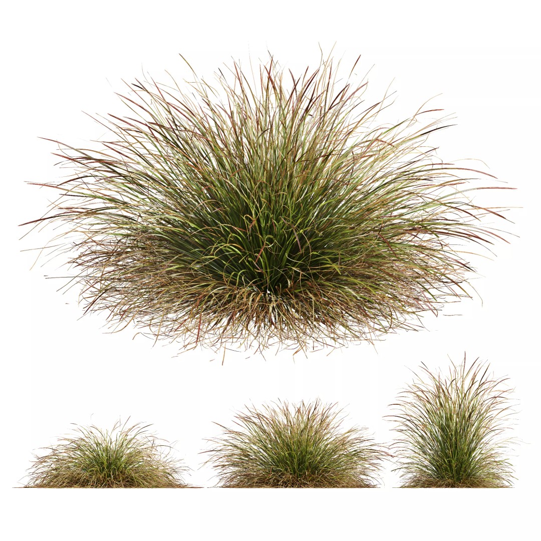 Calamagrostis Acutiflora Karl Foerster 3D Model – Ornamental Grass Set, FBX, Blender - View 9