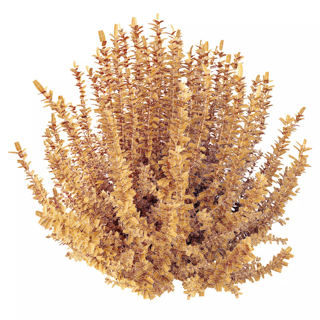 Calluna Vulgaris 3D Model – Spring Flowering Shrubs, PBR Textures