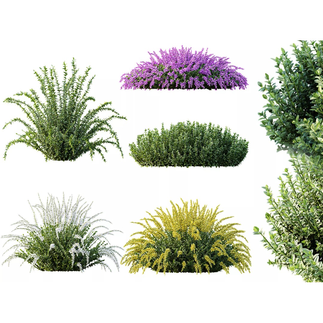 Calluna Vulgaris 3D Model – Spring Flowering Shrubs, PBR Textures - View 2