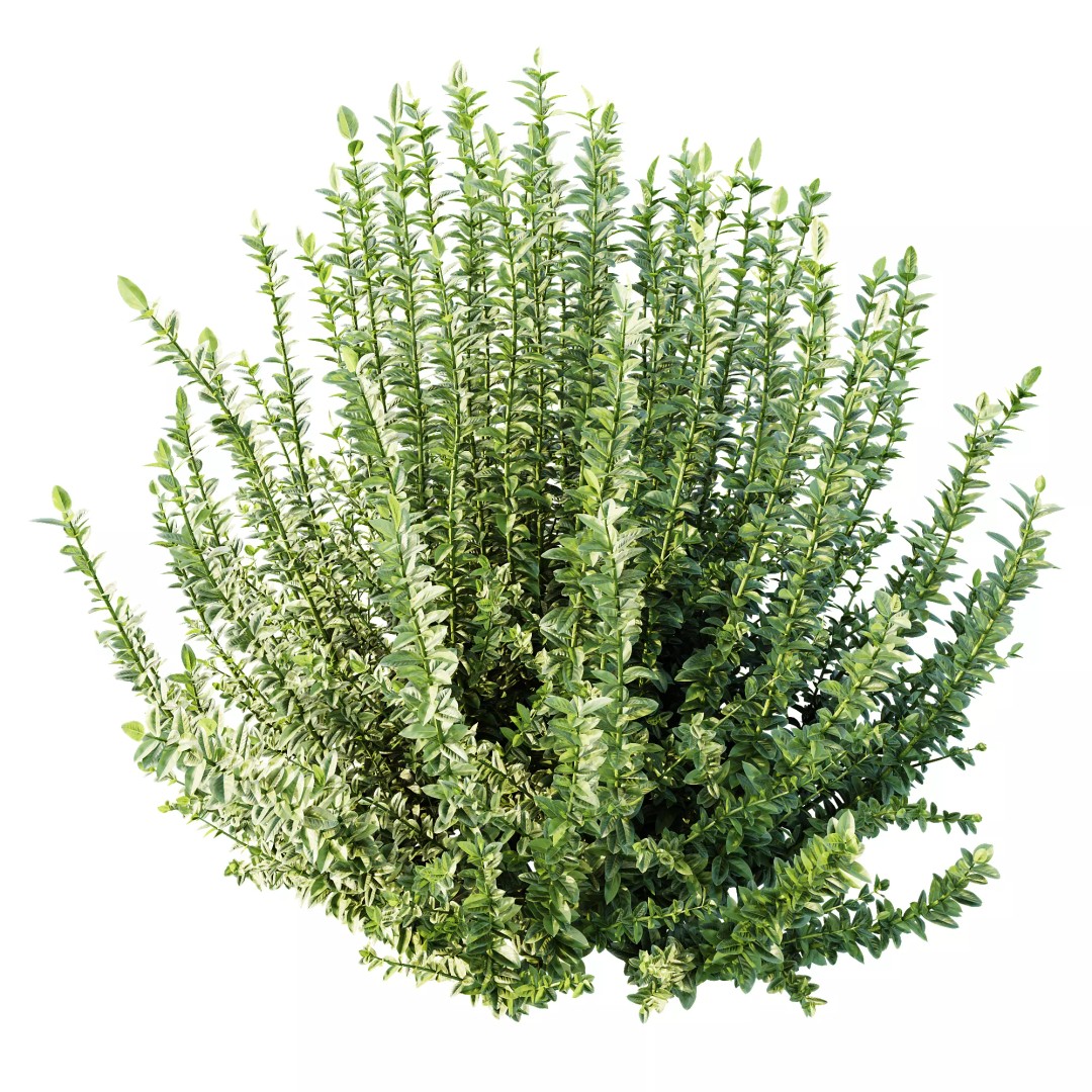 Calluna Vulgaris 3D Model – Spring Flowering Shrubs, PBR Textures - View 3