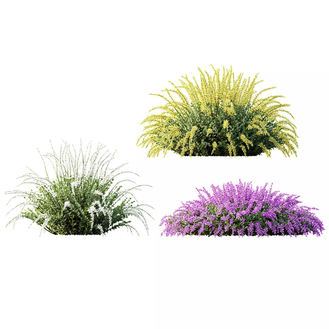 Calluna Vulgaris 3D Model – Spring Flowering Shrubs, PBR Textures - View 4
