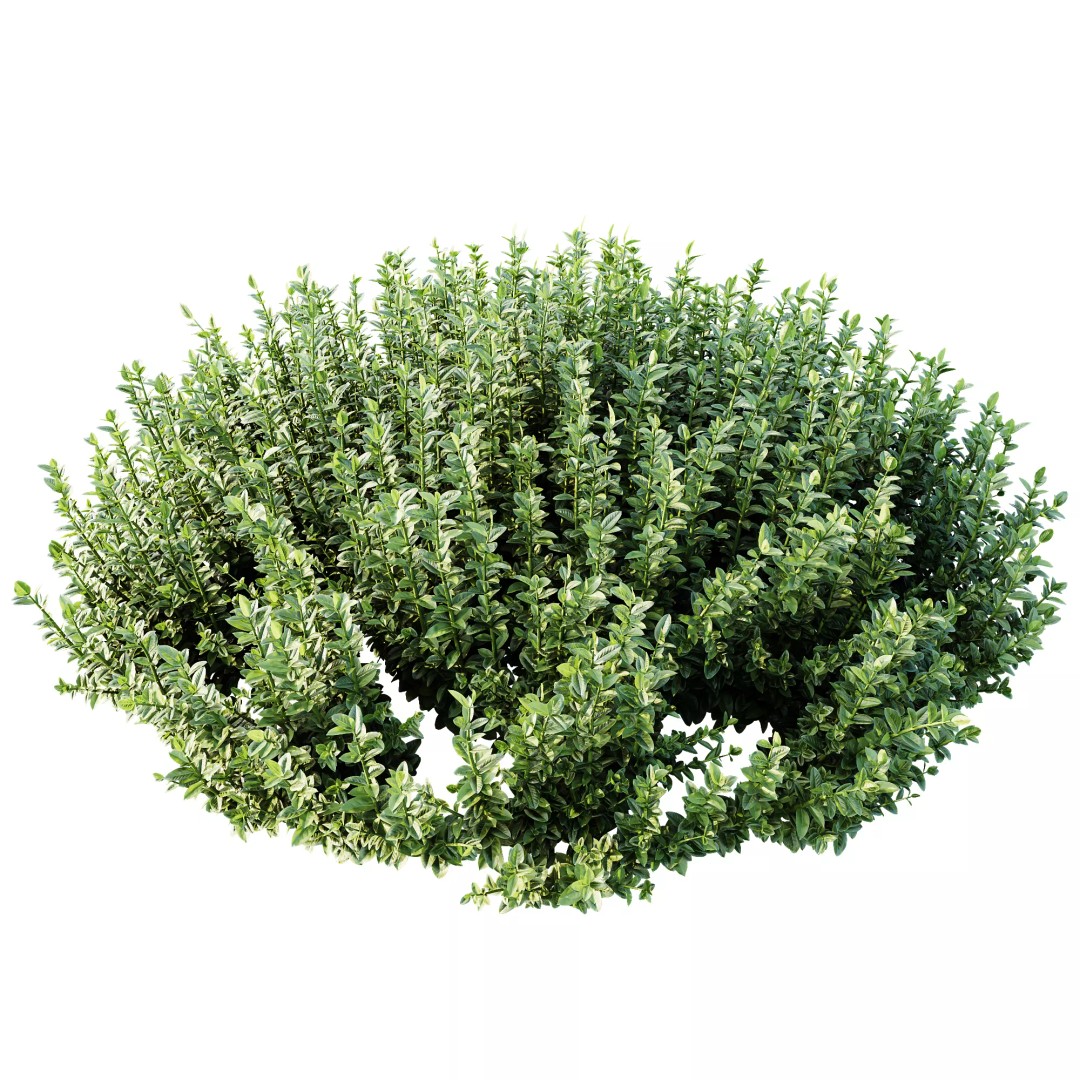 Calluna Vulgaris 3D Model – Spring Flowering Shrubs, PBR Textures - View 5