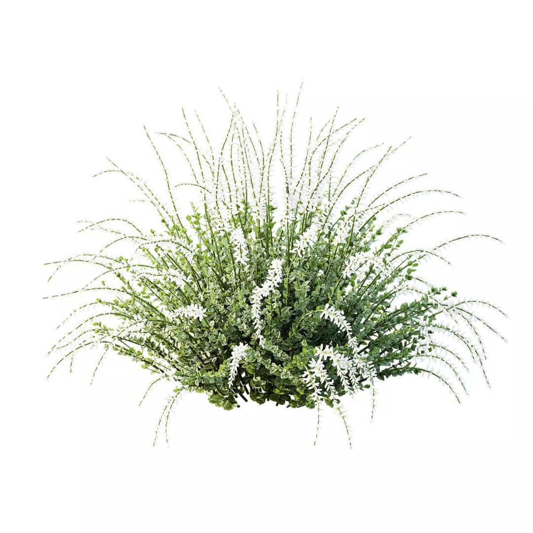 Calluna Vulgaris 3D Model – Spring Flowering Shrubs, PBR Textures - View 6