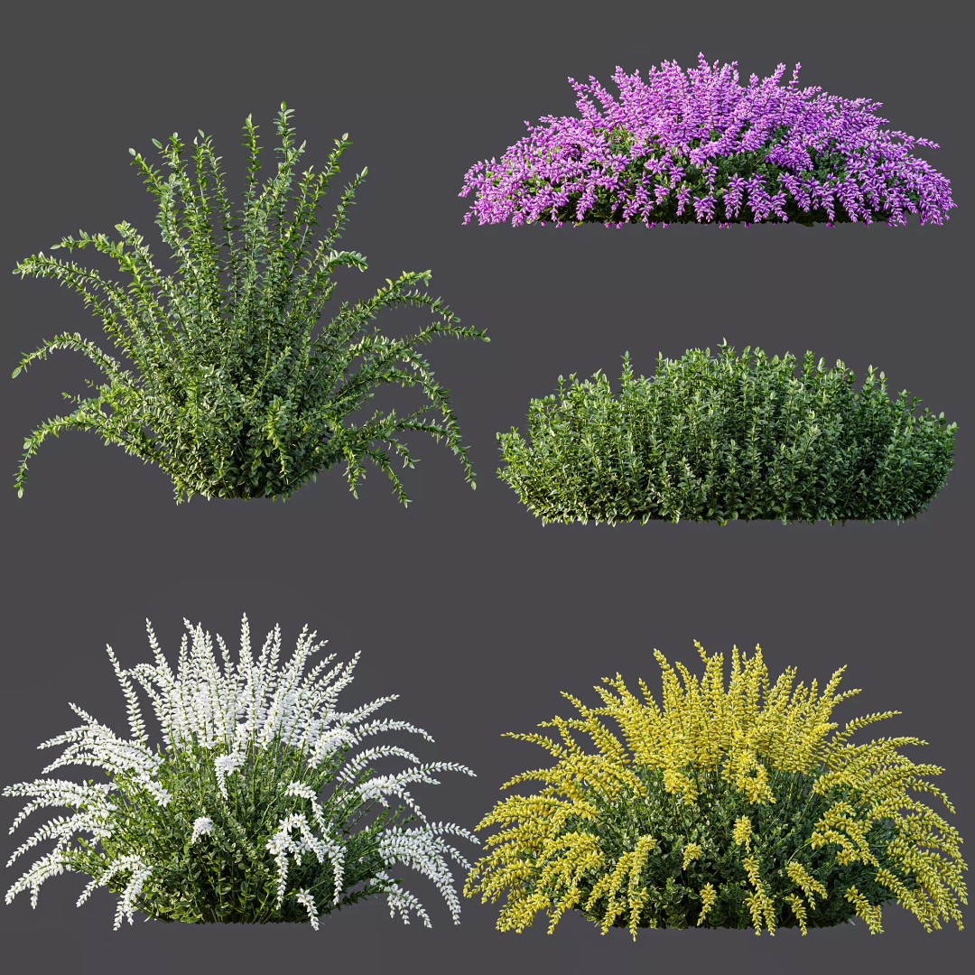Calluna Vulgaris 3D Model – Spring Flowering Shrubs, PBR Textures - View 7
