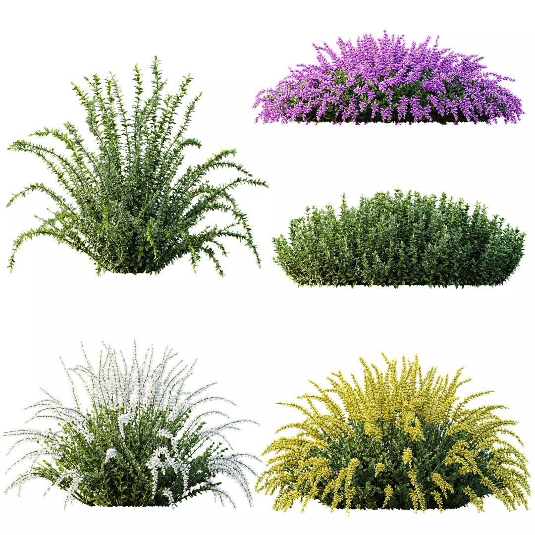 Calluna Vulgaris 3D Model – Spring Flowering Shrubs, PBR Textures - View 8