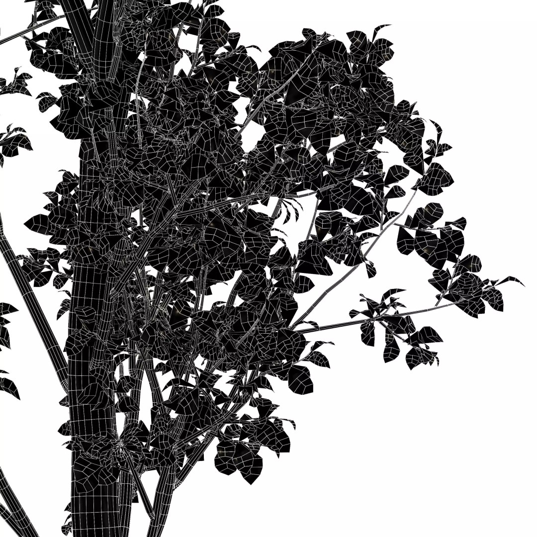 Weeping Willow and Birch 3D Model – Realistic Trees for Nature Scenes