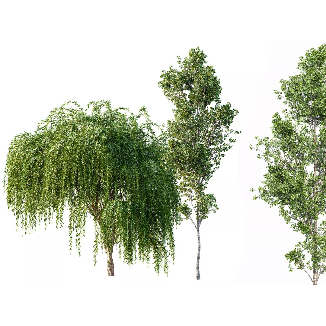 Weeping Willow and Birch 3D Model – Realistic Trees for Nature Scenes - View 2