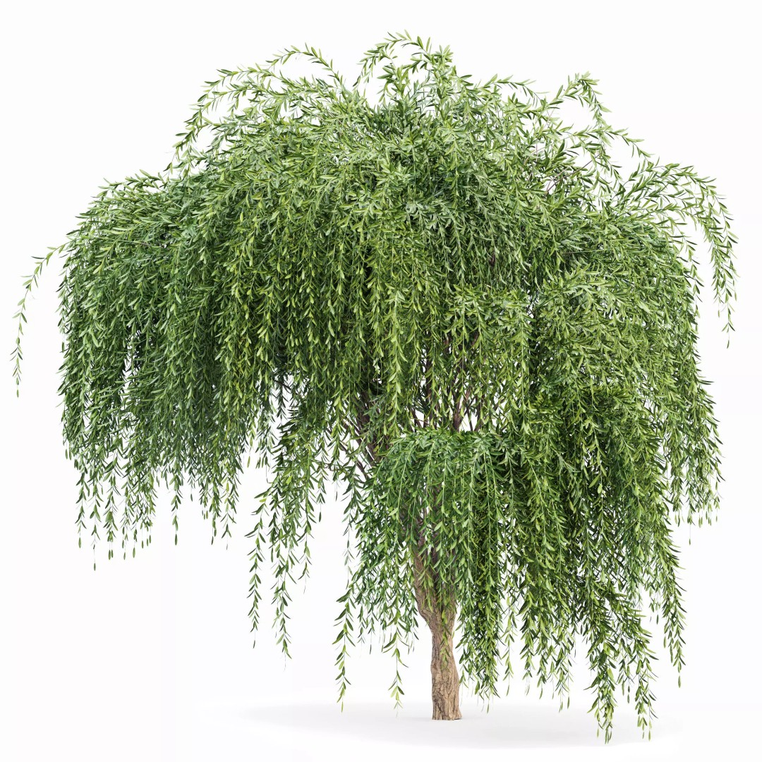 Weeping Willow and Birch 3D Model – Realistic Trees for Nature Scenes - View 3