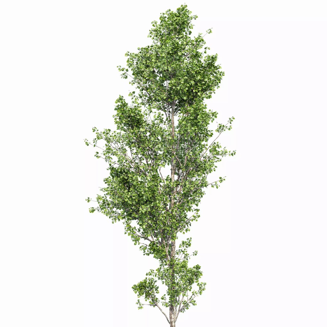 Weeping Willow and Birch 3D Model – Realistic Trees for Nature Scenes - View 4