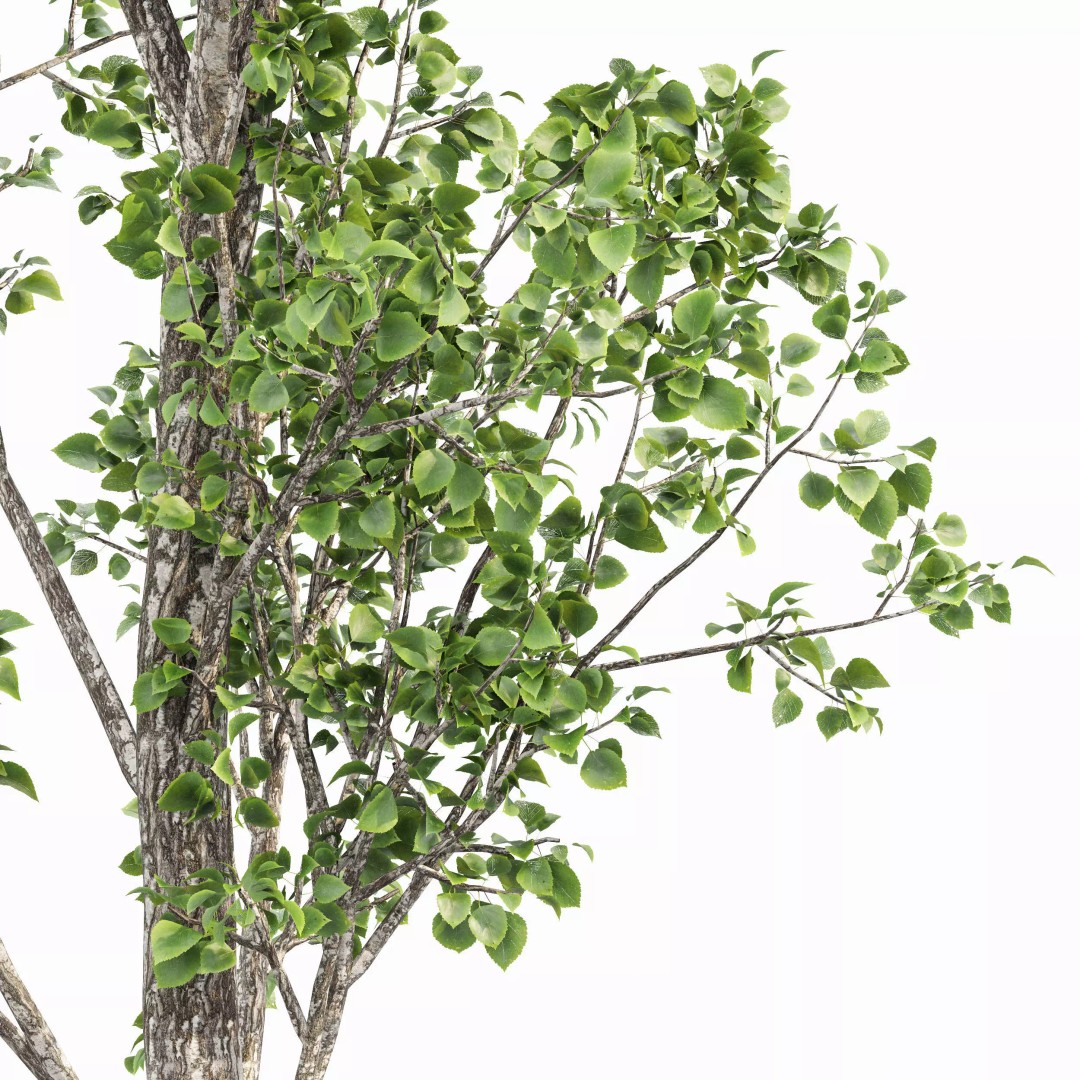 Weeping Willow and Birch 3D Model – Realistic Trees for Nature Scenes - View 5