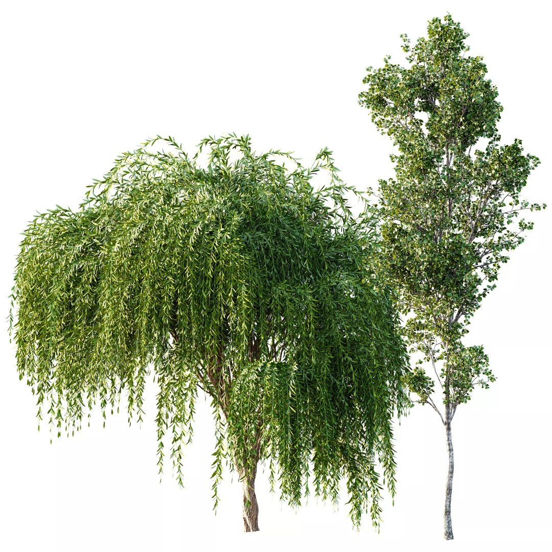 Weeping Willow and Birch 3D Model – Realistic Trees for Nature Scenes - View 6