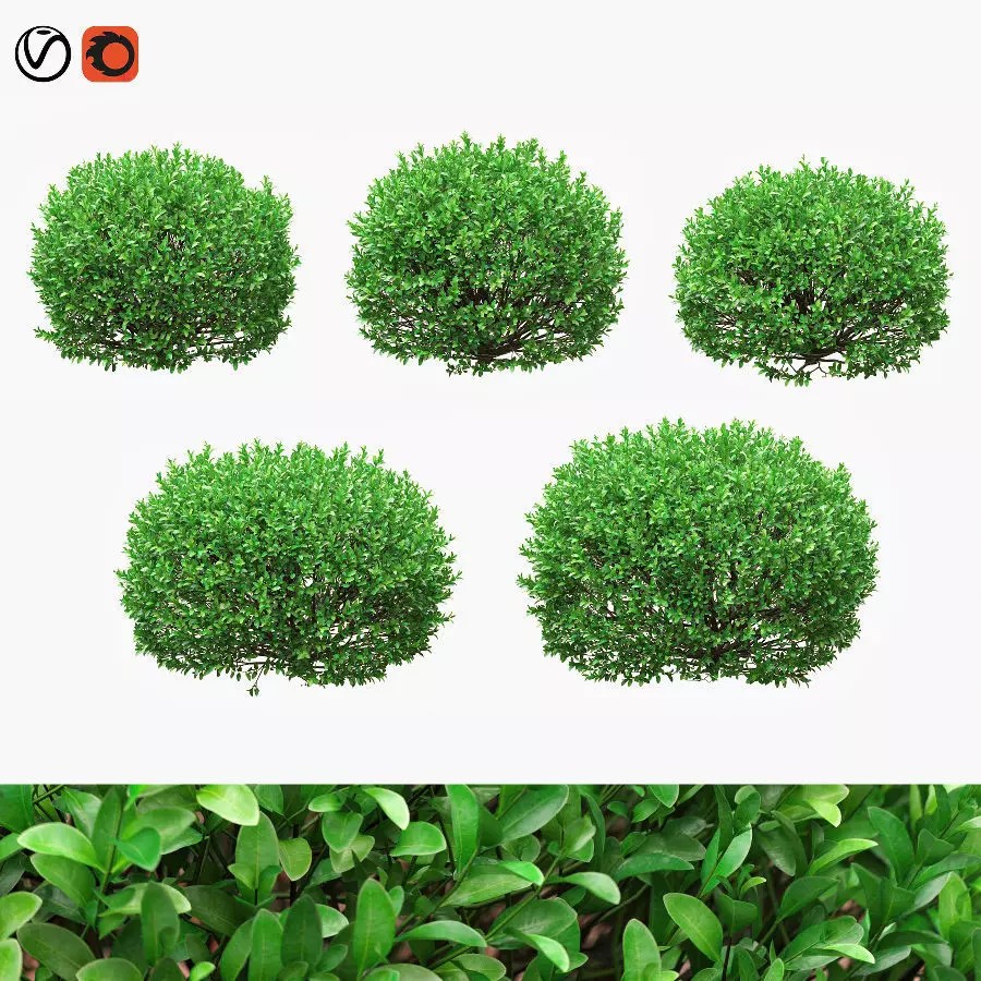 Boxwood Balls 3D Model – PBR Landscape Asset, FBX, OBJ - View 2