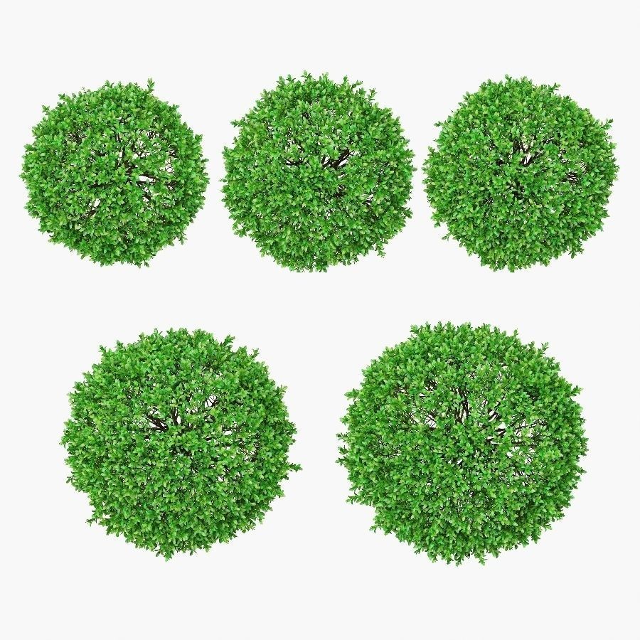 Boxwood Balls 3D Model – PBR Landscape Asset, FBX, OBJ - View 3