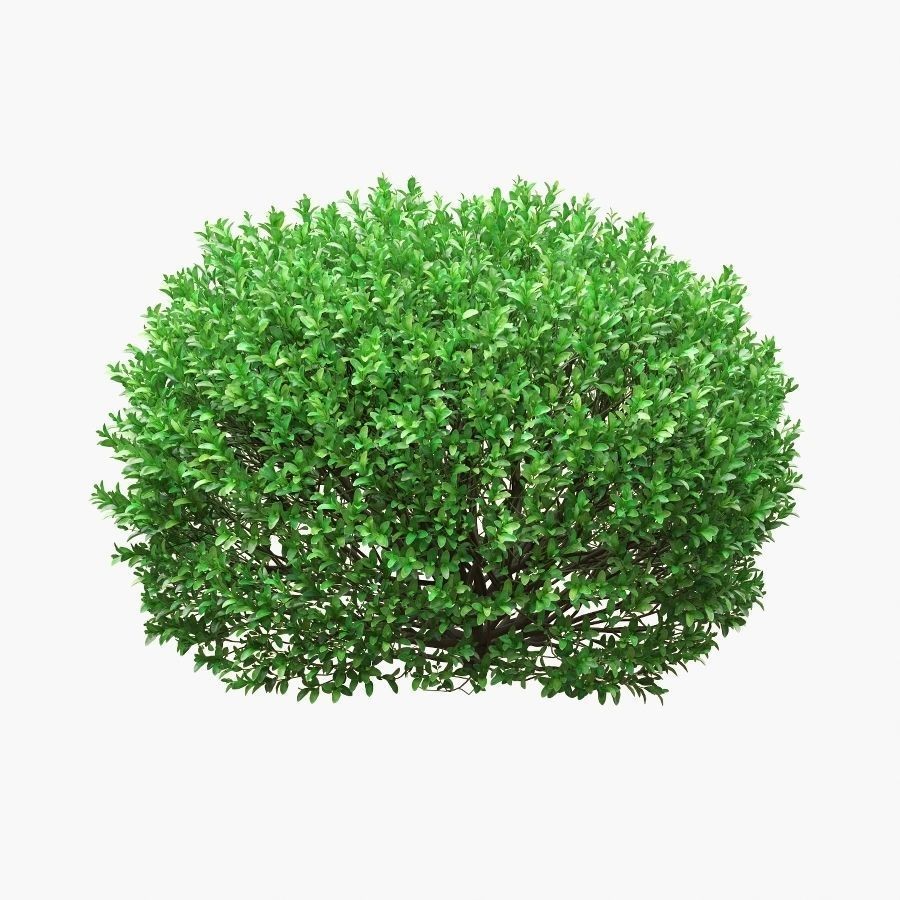 Boxwood Balls 3D Model – PBR Landscape Asset, FBX, OBJ - View 4