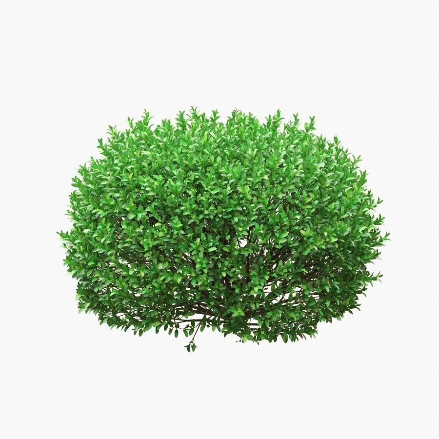 Boxwood Balls 3D Model – PBR Landscape Asset, FBX, OBJ - View 5