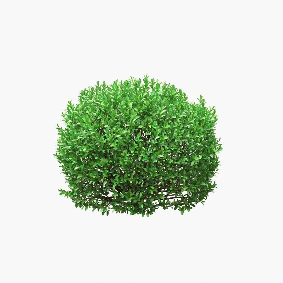 Boxwood Balls 3D Model – PBR Landscape Asset, FBX, OBJ - View 6