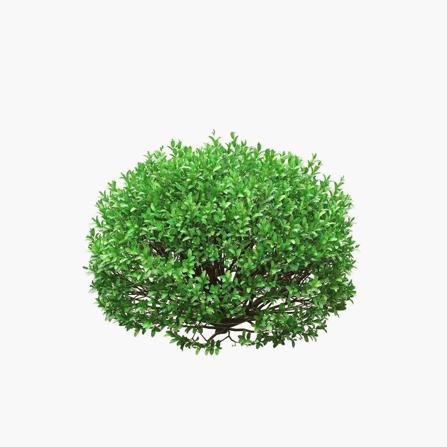 Boxwood Balls 3D Model – PBR Landscape Asset, FBX, OBJ - View 7