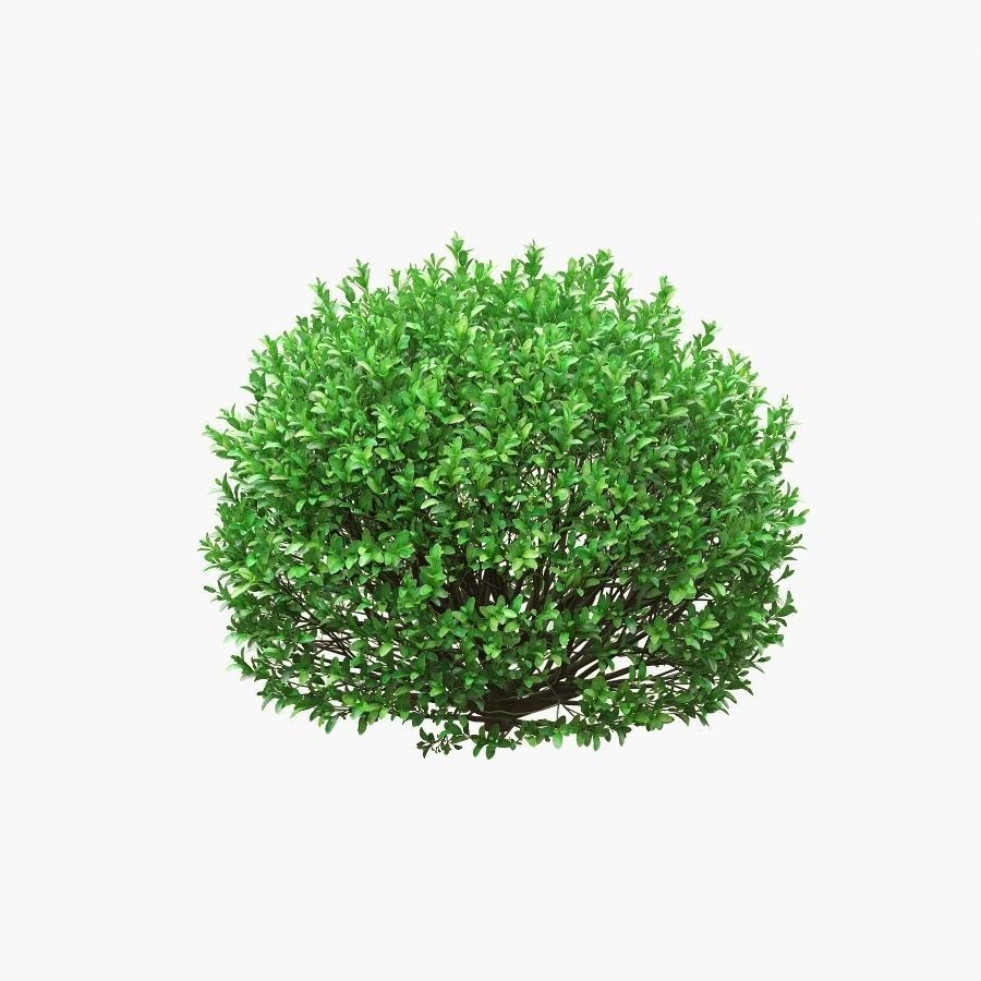 Boxwood Balls 3D Model – PBR Landscape Asset, FBX, OBJ - View 8