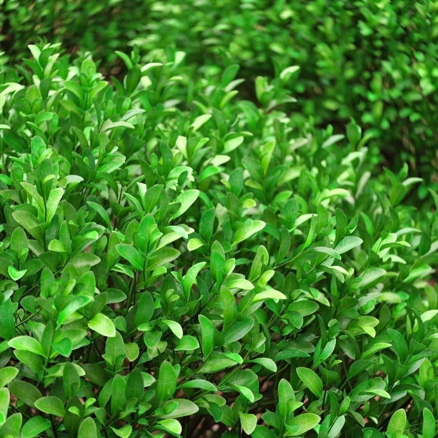 Boxwood Balls 3D Model – PBR Landscape Asset, FBX, OBJ - View 9