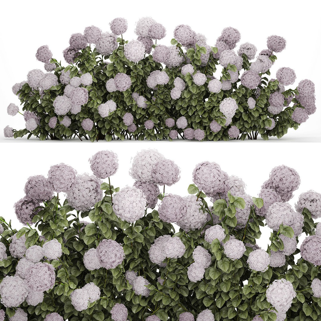 Purple Flowering Hydrangea 3D Model – Realistic Garden Bush, PBR - View 11