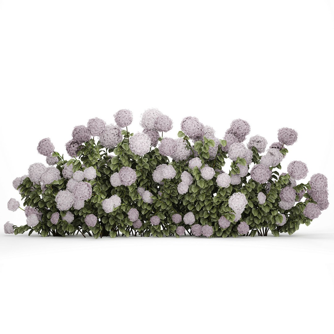 Purple Flowering Hydrangea 3D Model – Realistic Garden Bush, PBR - View 12