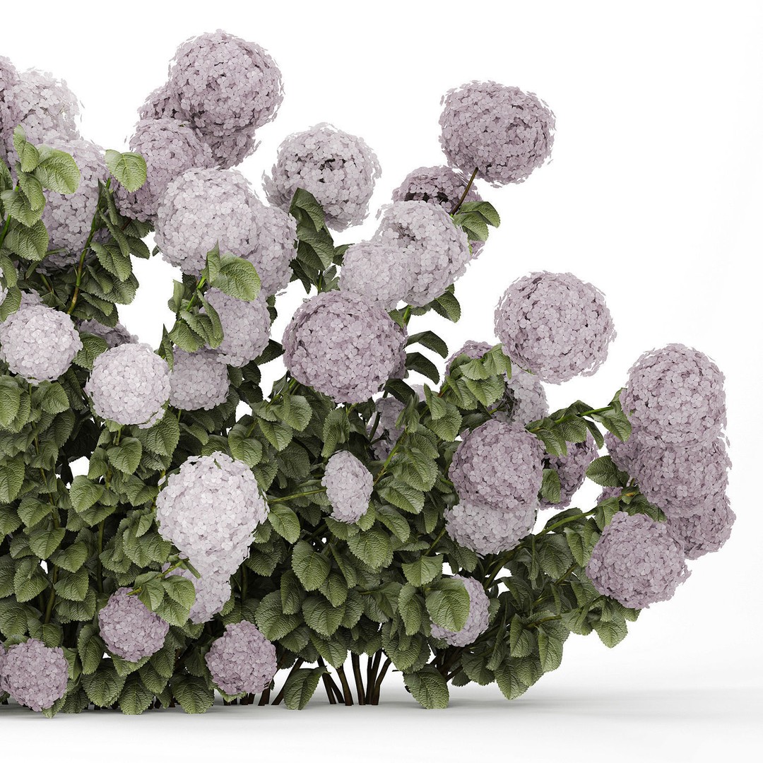 Purple Flowering Hydrangea 3D Model – Realistic Garden Bush, PBR - View 13
