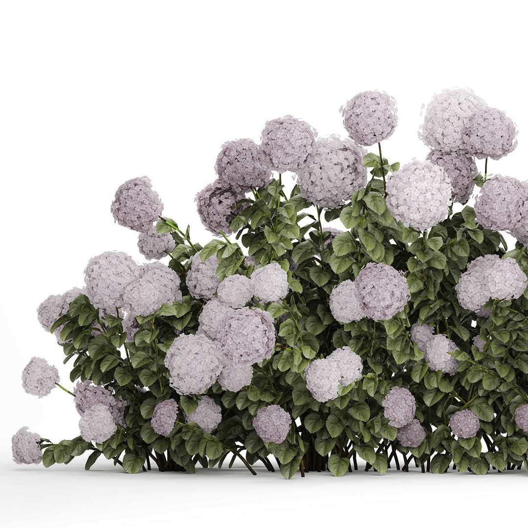 Purple Flowering Hydrangea 3D Model – Realistic Garden Bush, PBR - View 15
