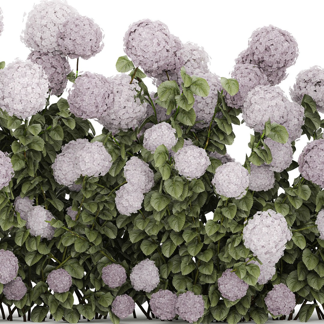 Purple Flowering Hydrangea 3D Model – Realistic Garden Bush, PBR - View 16