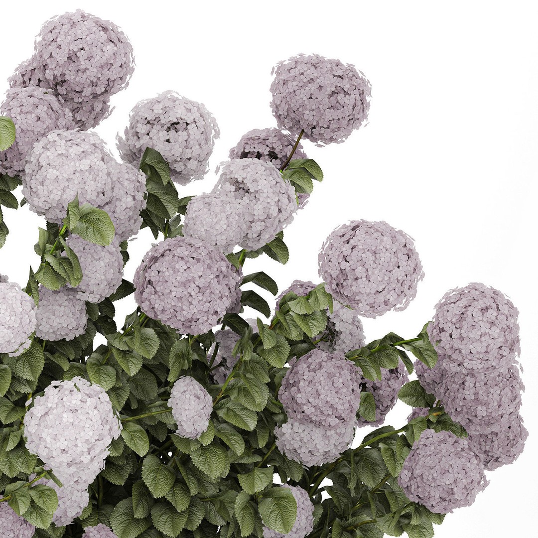 Purple Flowering Hydrangea 3D Model – Realistic Garden Bush, PBR - View 17
