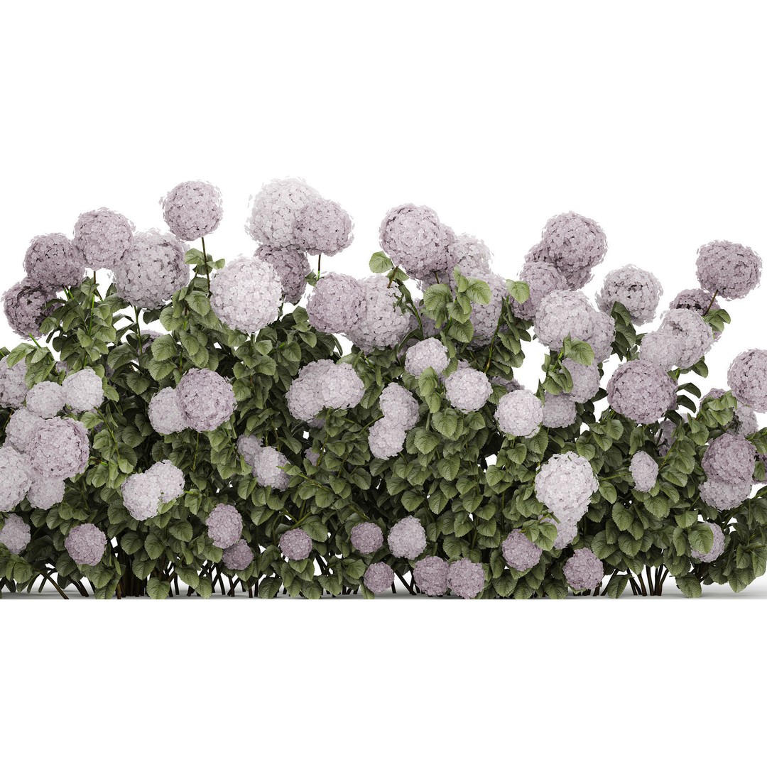 Purple Flowering Hydrangea 3D Model – Realistic Garden Bush, PBR - View 3
