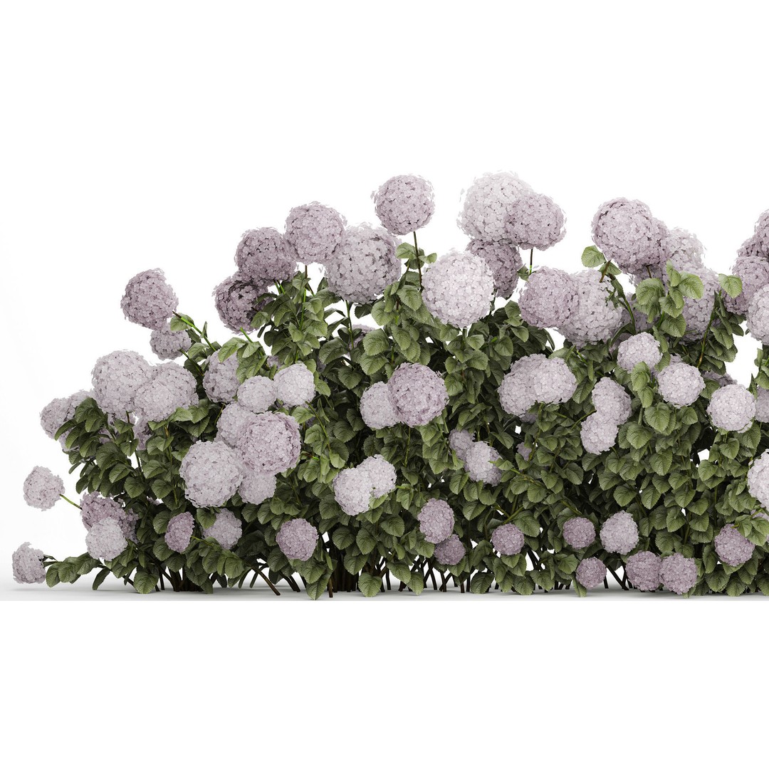 Purple Flowering Hydrangea 3D Model – Realistic Garden Bush, PBR - View 4