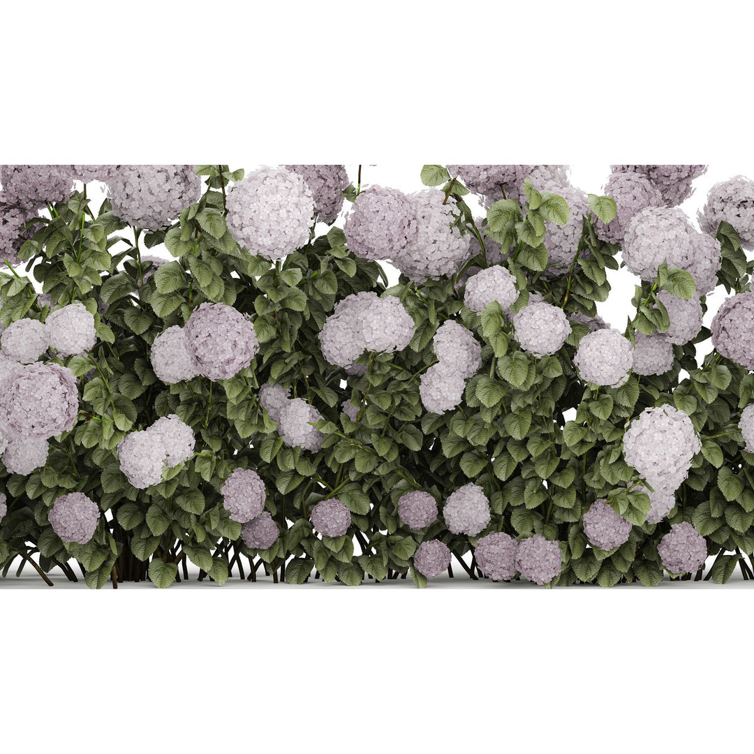 Purple Flowering Hydrangea 3D Model – Realistic Garden Bush, PBR - View 5