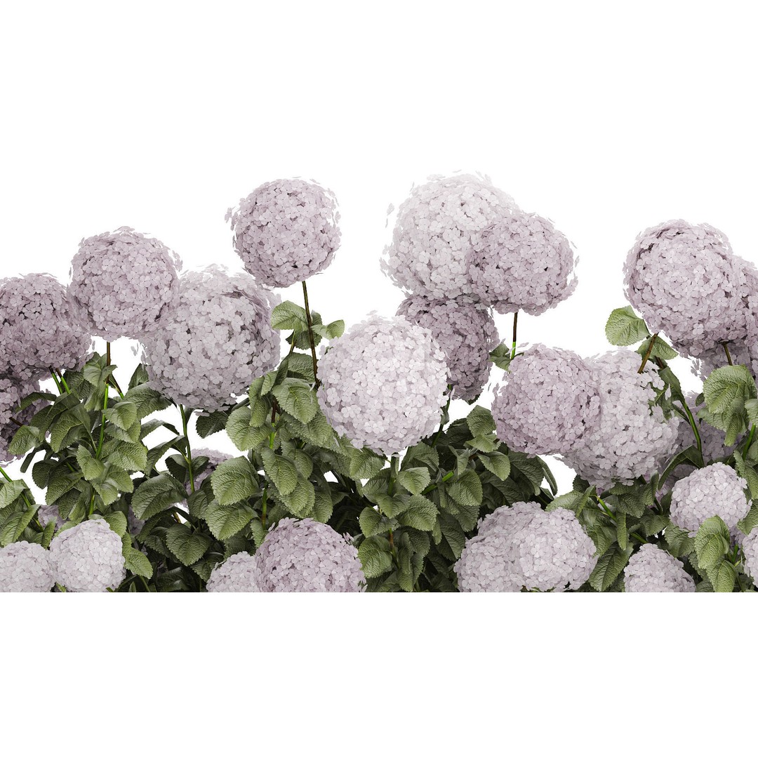 Purple Flowering Hydrangea 3D Model – Realistic Garden Bush, PBR - View 6