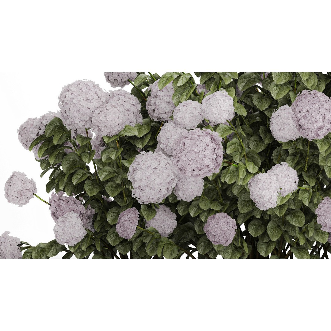 Purple Flowering Hydrangea 3D Model – Realistic Garden Bush, PBR - View 7