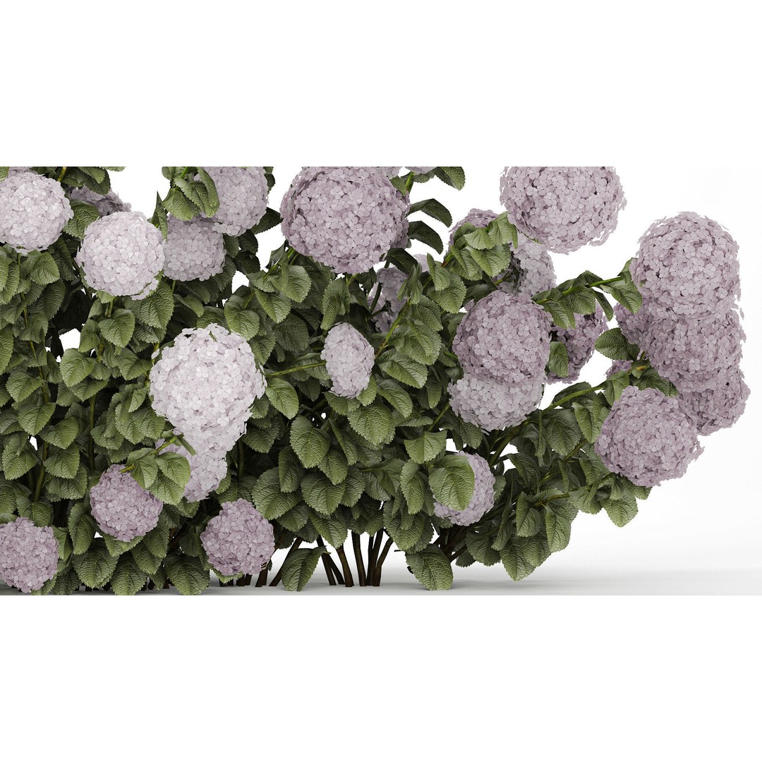 Purple Flowering Hydrangea 3D Model – Realistic Garden Bush, PBR - View 8