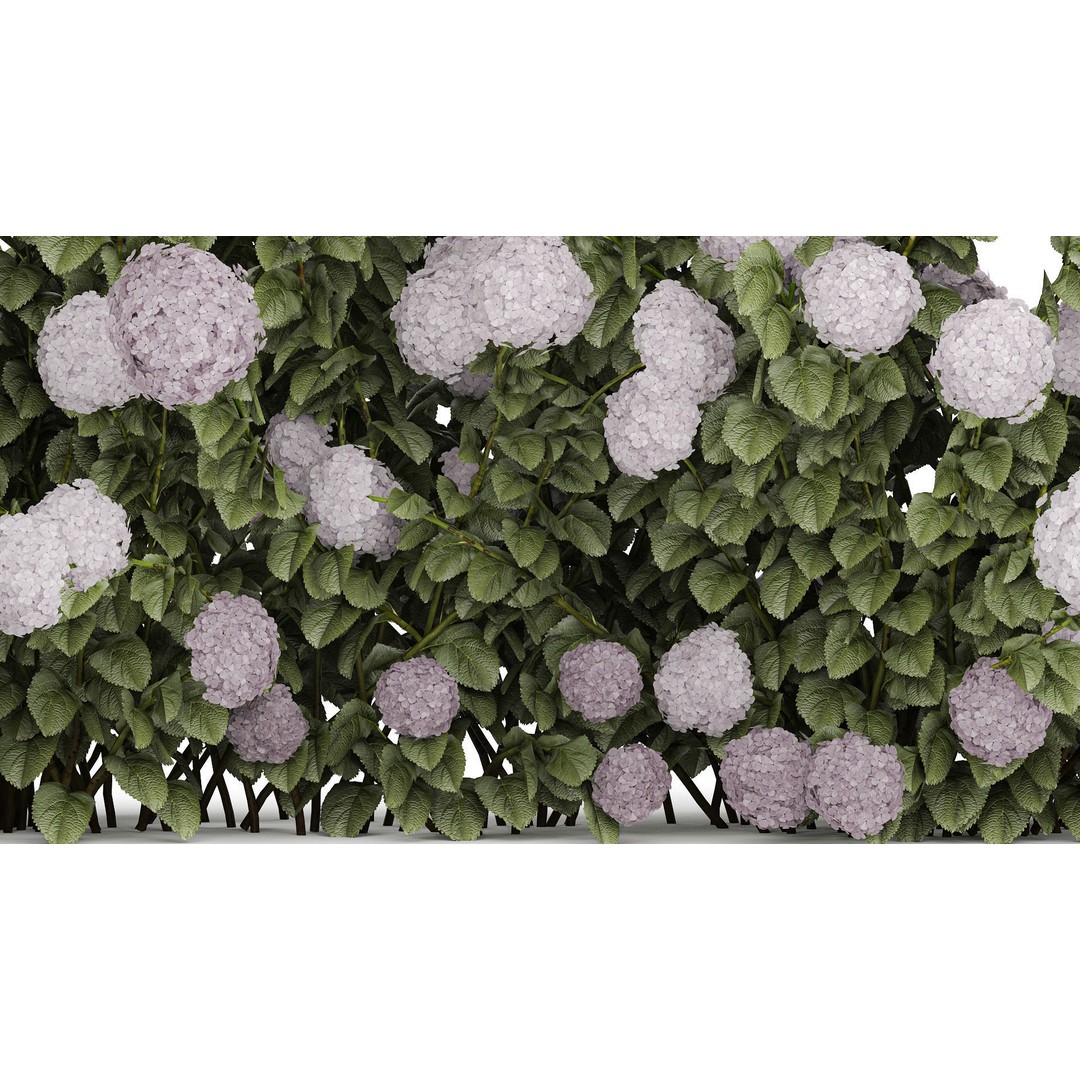 Purple Flowering Hydrangea 3D Model – Realistic Garden Bush, PBR - View 9