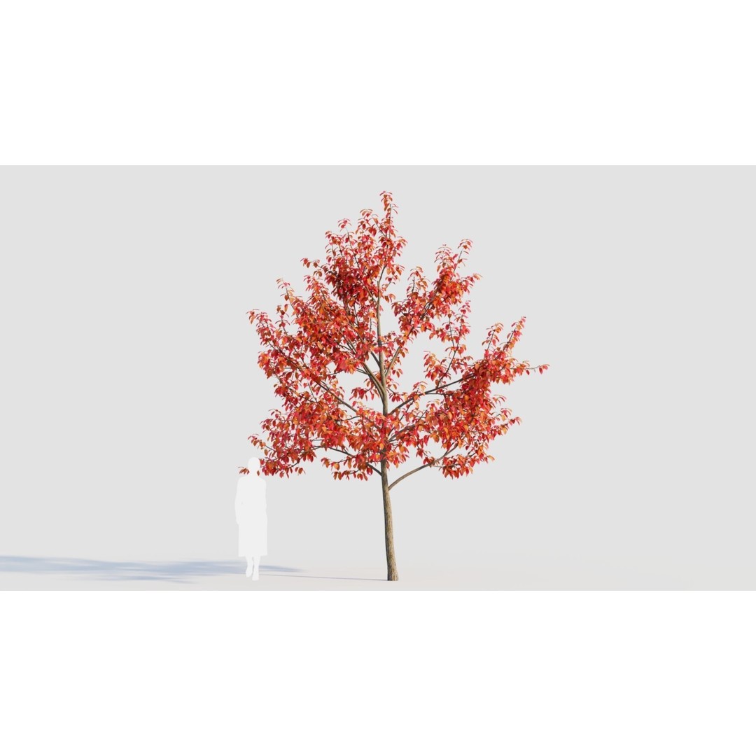 Amelanchier Lamarckii 3D Model – PBR Plant Asset, FBX, OBJ, Blender