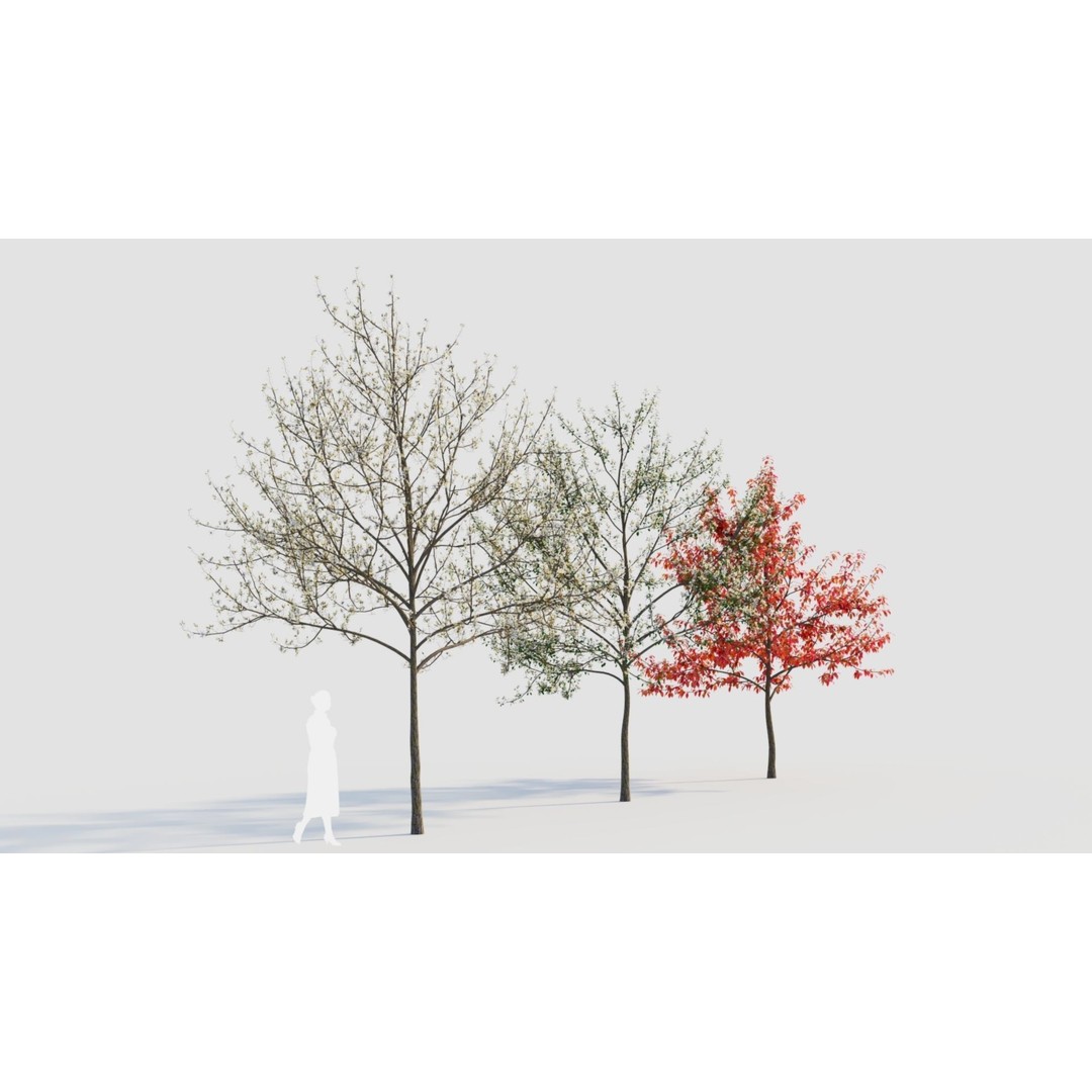Amelanchier Lamarckii 3D Model – PBR Plant Asset, FBX, OBJ, Blender - View 10