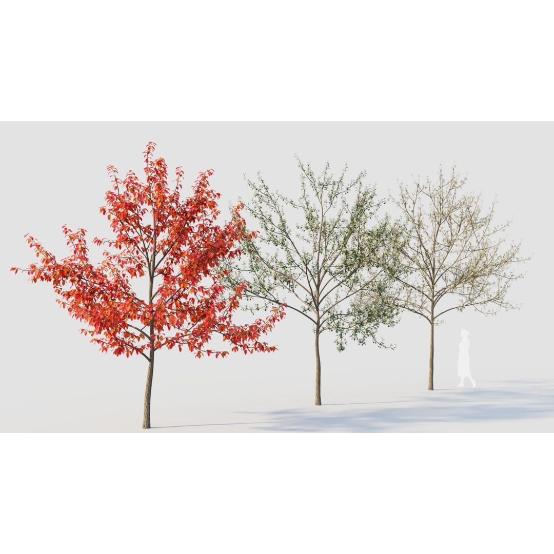 Amelanchier Lamarckii 3D Model – PBR Plant Asset, FBX, OBJ, Blender - View 11