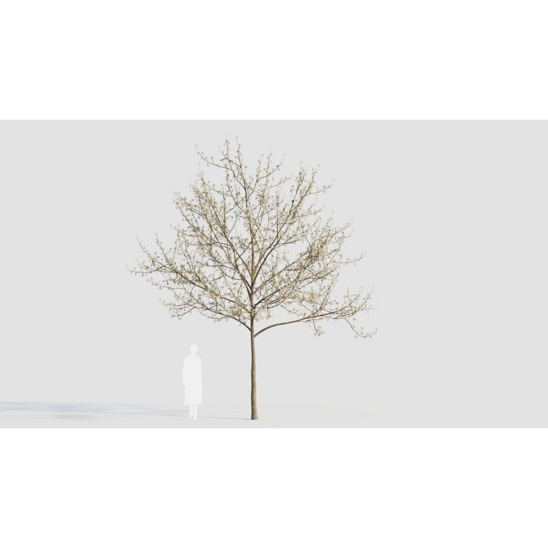 Amelanchier Lamarckii 3D Model – PBR Plant Asset, FBX, OBJ, Blender - View 12