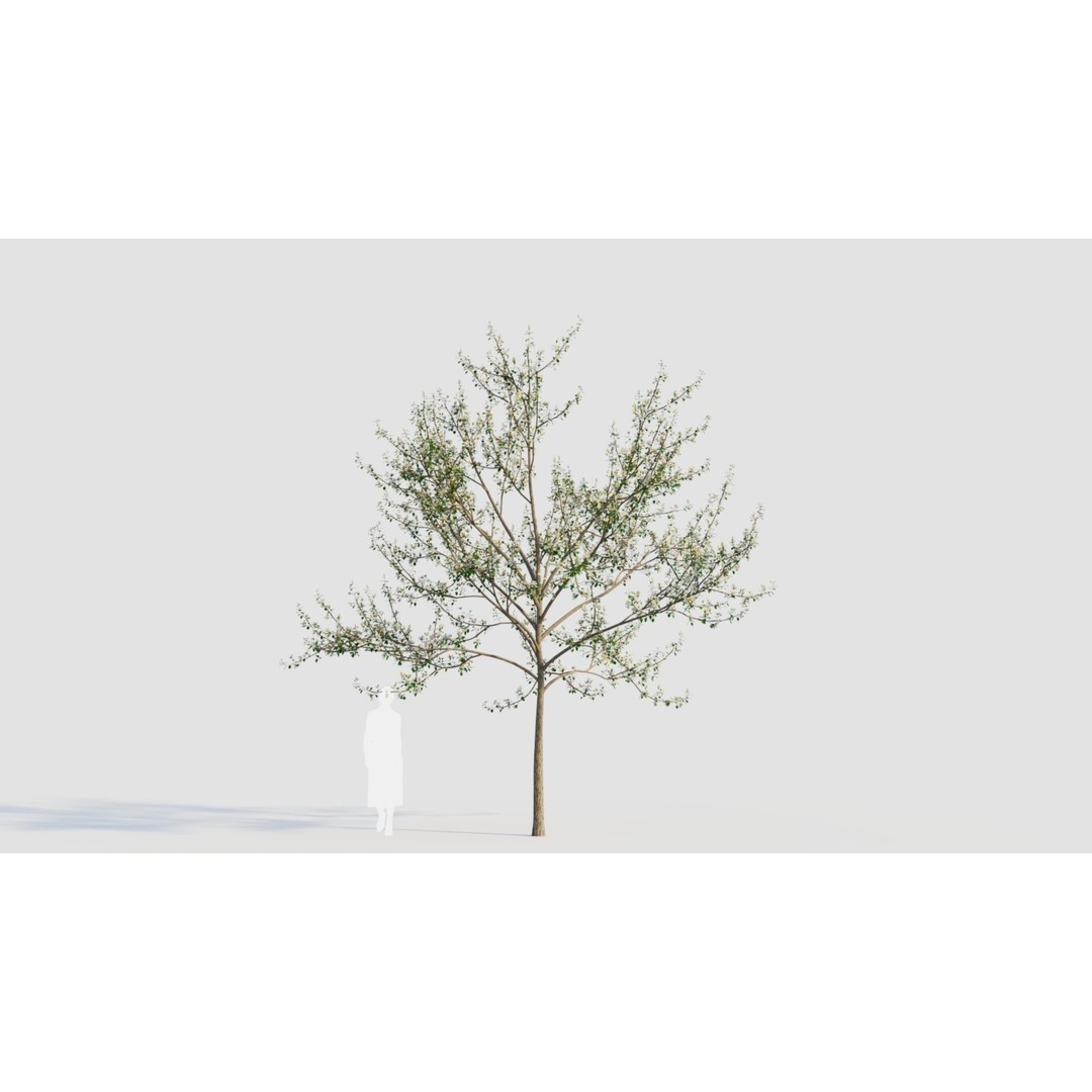 Amelanchier Lamarckii 3D Model – PBR Plant Asset, FBX, OBJ, Blender - View 13
