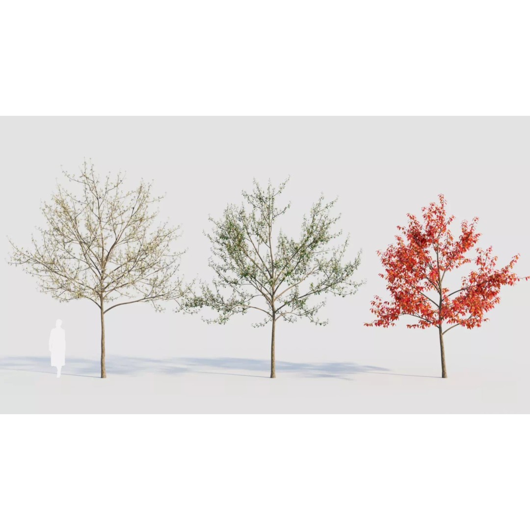 Amelanchier Lamarckii 3D Model – PBR Plant Asset, FBX, OBJ, Blender - View 2