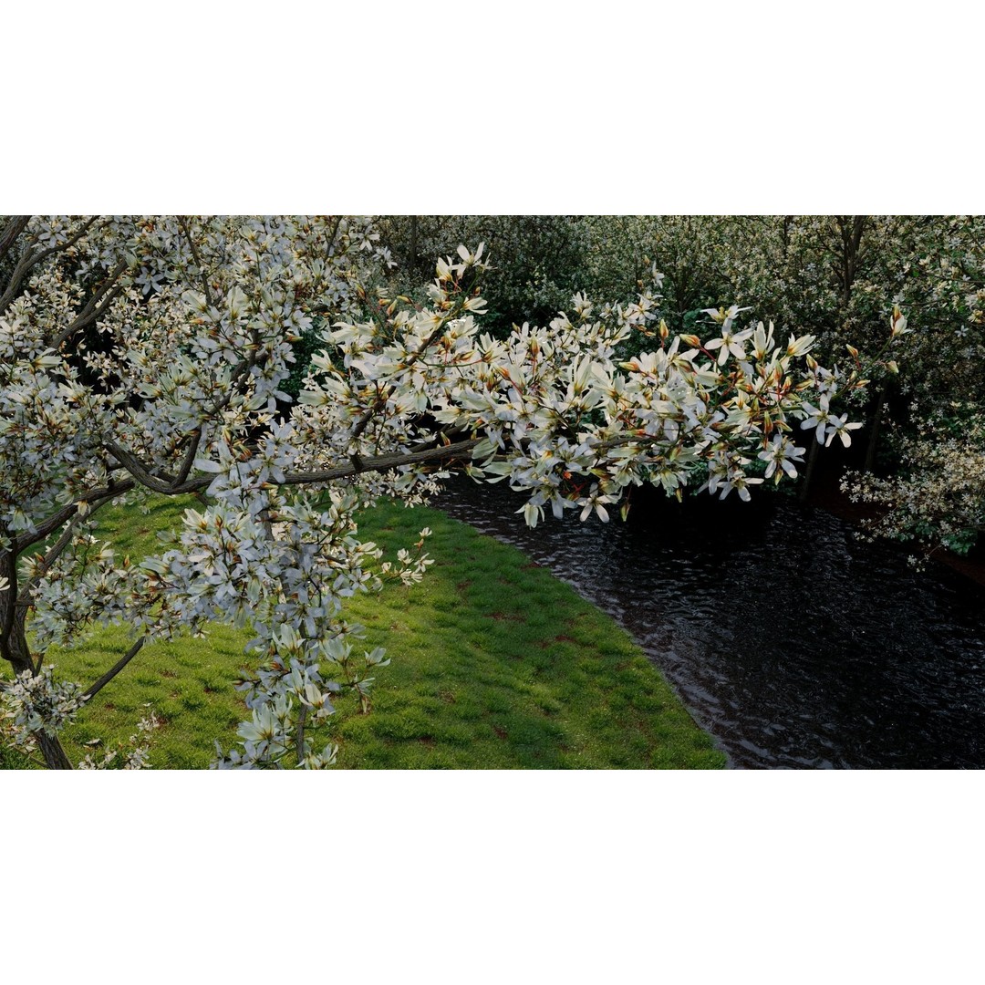 Amelanchier Lamarckii 3D Model – PBR Plant Asset, FBX, OBJ, Blender - View 4