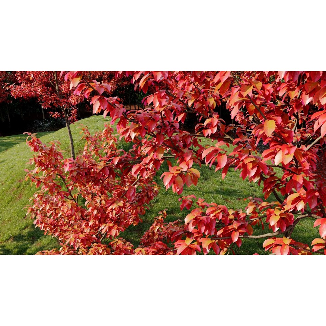 Amelanchier Lamarckii 3D Model – PBR Plant Asset, FBX, OBJ, Blender - View 6