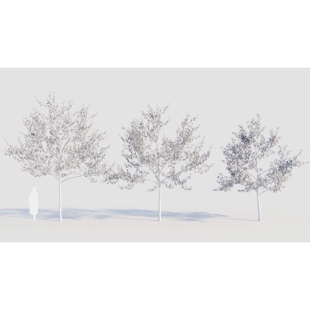Amelanchier Lamarckii 3D Model – PBR Plant Asset, FBX, OBJ, Blender - View 7