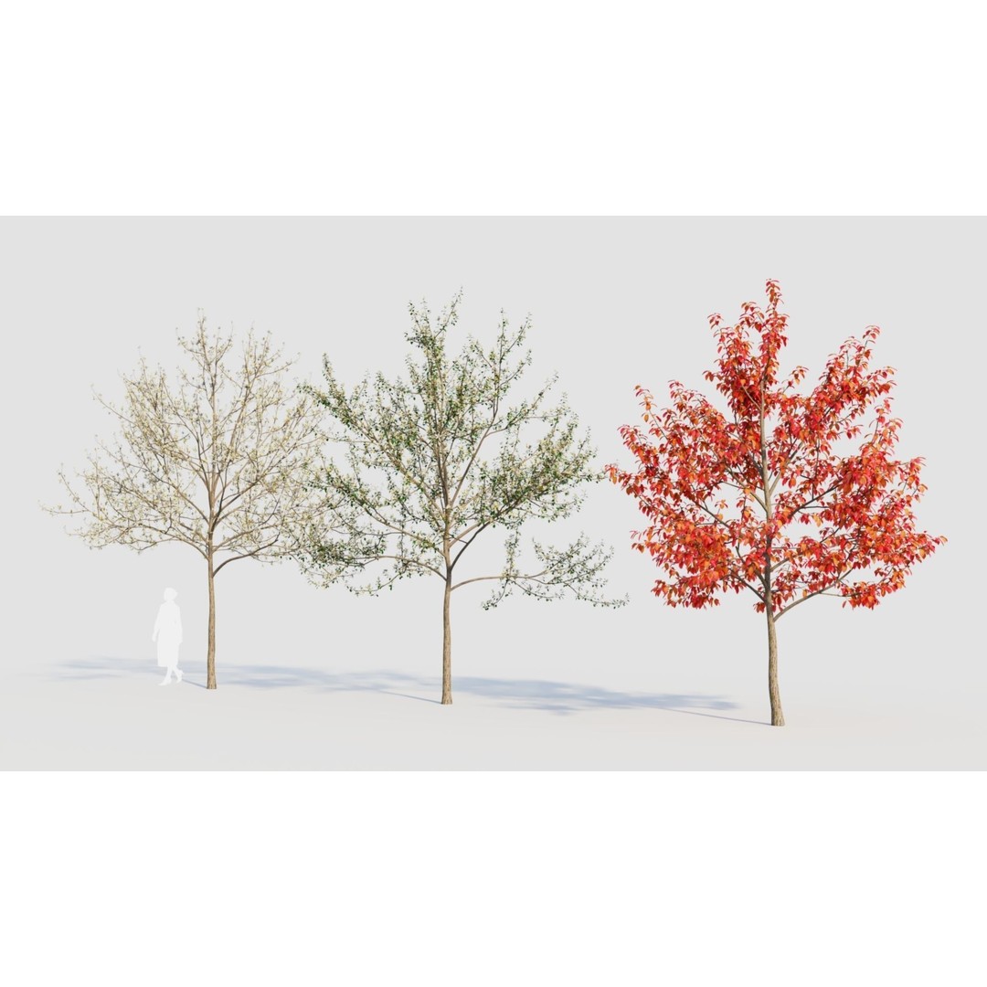 Amelanchier Lamarckii 3D Model – PBR Plant Asset, FBX, OBJ, Blender - View 8