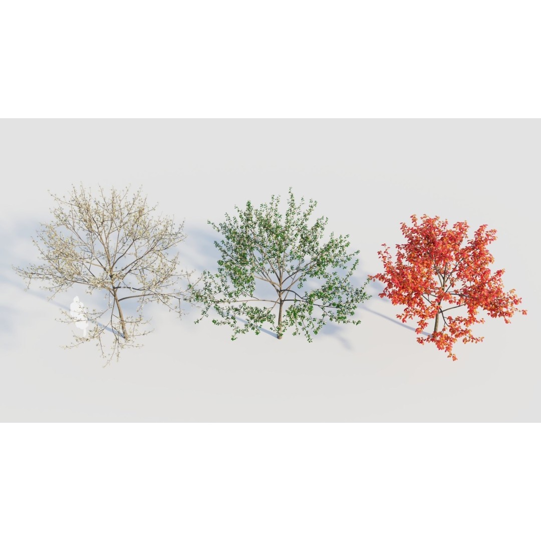 Amelanchier Lamarckii 3D Model – PBR Plant Asset, FBX, OBJ, Blender - View 9