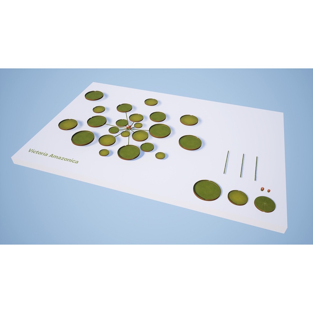 Water Plants 3D Model – Low Poly Vegetation Pack for Unity & Unreal - View 10